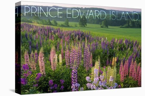 Prince Edward Island - Field of Flowers-Lantern Press-Stretched Canvas