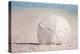 Prince Edward Island - Sand Dollar-Lantern Press-Stretched Canvas