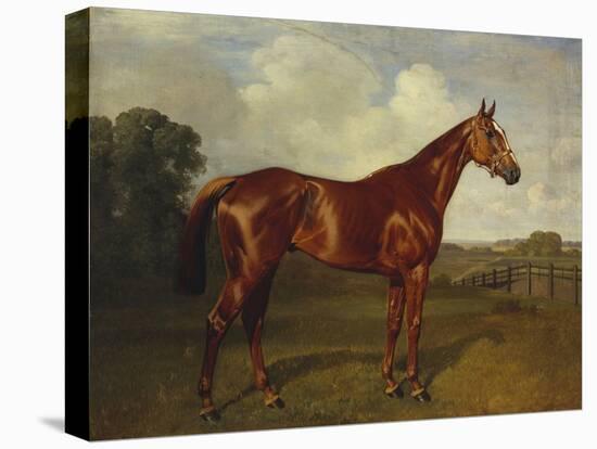 Prince Hatzfeldt's Chestnut Gelding 'Ascetic's Silver' in a Paddock-Emil Adam-Premier Image Canvas