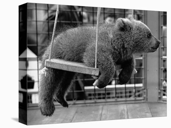 Princess Anne's Bear on His Swing-null-Premier Image Canvas