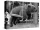 Princess Anne's Bear on His Swing-null-Premier Image Canvas