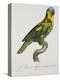 Print of an Amazon Parrot by Jacques Barraband-Stapleton Collection-Premier Image Canvas