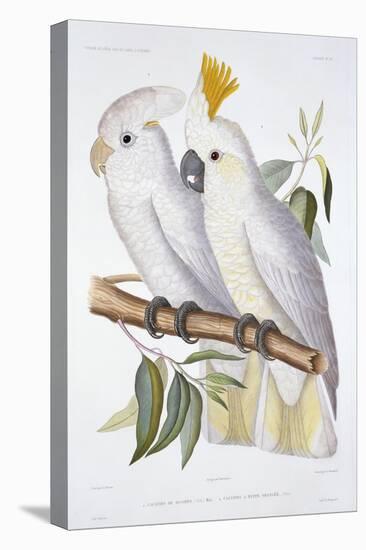 Print of Two Cockatoos by A. Dumenil-Stapleton Collection-Premier Image Canvas