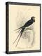 Printed Chimney Swallow-null-Stretched Canvas