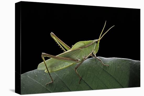 Prionolopha Serrata (Serrate Lubber Grasshopper)-Paul Starosta-Premier Image Canvas