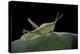 Prionolopha Serrata (Serrate Lubber Grasshopper)-Paul Starosta-Premier Image Canvas