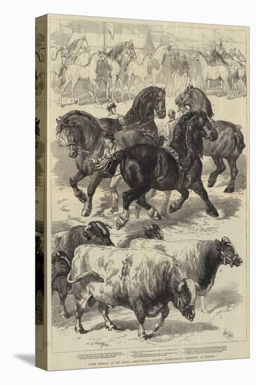 Prize Animals at the Royal Agricultural Society's International Exhibition at Kilburn-Samuel John Carter-Premier Image Canvas