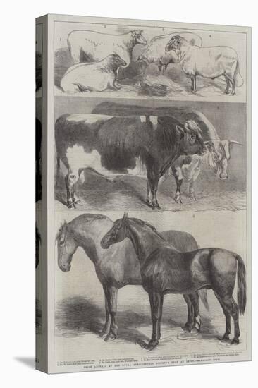 Prize Animals at the Royal Agricultural Society's Show at Leeds-Harrison William Weir-Premier Image Canvas