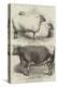 Prize Animals at the Smithfield Club Cattle Show-Harrison William Weir-Premier Image Canvas