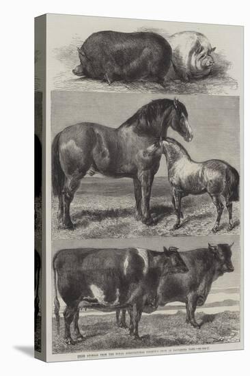 Prize Animals from the Royal Agricultural Society's Show in Battersea Park-Harrison William Weir-Premier Image Canvas