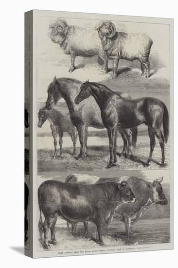 Prize Animals from the Royal Agricultural Society's Show in Battersea Park-Harrison William Weir-Premier Image Canvas