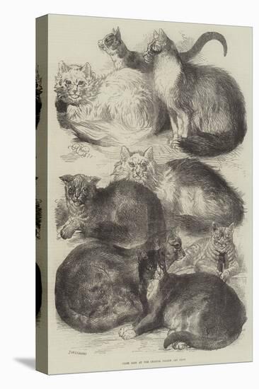 Prize Cats at the Crystal Palace Cat Show-Harrison William Weir-Premier Image Canvas