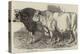 Prize Cattle at the Royal Agricultural Society's Show at Norwich-Harrison William Weir-Premier Image Canvas