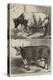 Prize Cattle at the Smithfield Club Cattle Show-Harrison William Weir-Premier Image Canvas