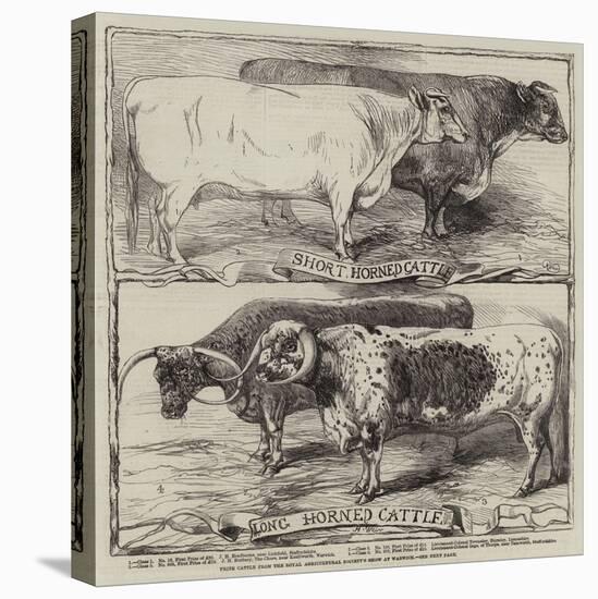 Prize Cattle from the Royal Agricultural Society's Show at Warwick-Harrison William Weir-Premier Image Canvas