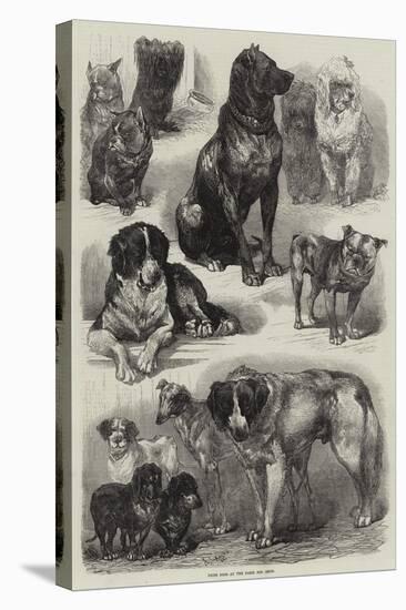 Prize Dogs at the Paris Dog Show-Auguste Andre Lancon-Premier Image Canvas