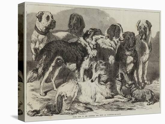 Prize Dogs in the National Dog Show at Islington-Samuel John Carter-Premier Image Canvas