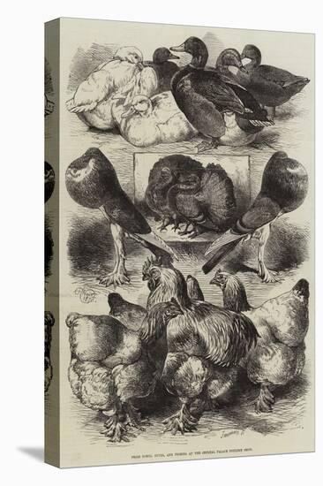 Prize Fowls, Ducks, and Pigeons at the Crystal Palace Poultry Show-Harrison William Weir-Premier Image Canvas