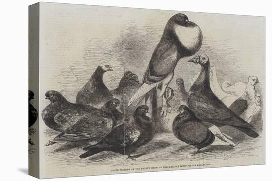 Prize Pigeons at the Recent Show of the Halifax Fancy Pigeon Association-Harrison William Weir-Premier Image Canvas