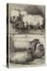 Prize Pigs and Sheep at the Smithfield Club Cattle Show-Harrison William Weir-Premier Image Canvas