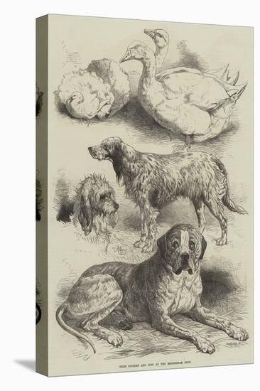 Prize Poultry and Dogs at the Birmingham Show-Harrison William Weir-Premier Image Canvas