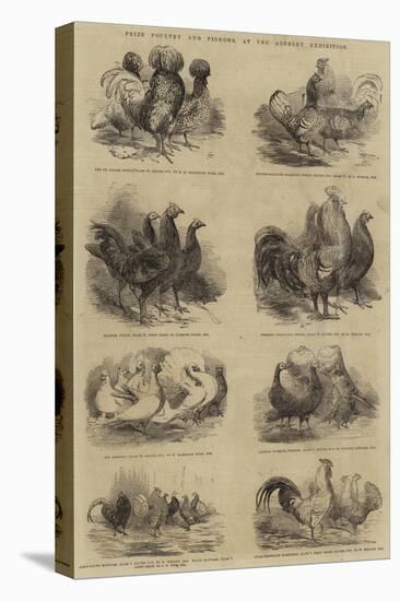 Prize Poultry and Pigeons, at the Anerley Exhibition-null-Premier Image Canvas