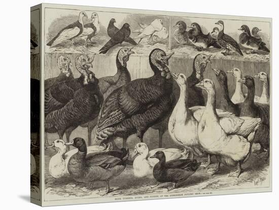 Prize Turkeys, Ducks, and Pigeons at the Birmingham Poultry Show-Samuel John Carter-Premier Image Canvas
