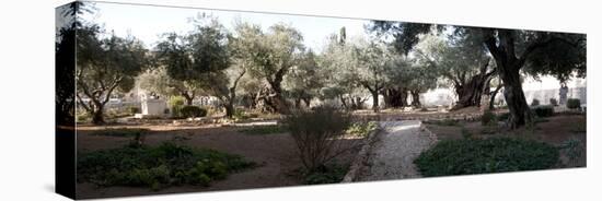 Probable Site of the Garden of Gethsemane, Mount of Olives, All Nations Church, Israel, Jerusalem-null-Premier Image Canvas