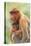 Proboscis Monkey mother and baby, Borneo, Malaysia, Southeast Asia, Asia-Don Mammoser-Premier Image Canvas