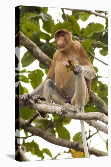 Proboscis Monkey-Matthew Oldfield-Premier Image Canvas