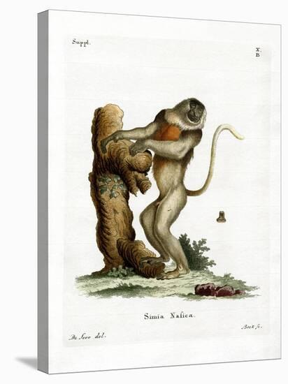 Proboscis Monkey-null-Premier Image Canvas