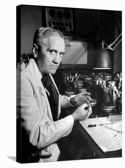 Professor Alexander Fleming Working in Laboratory-Hans Wild-Premier Image Canvas