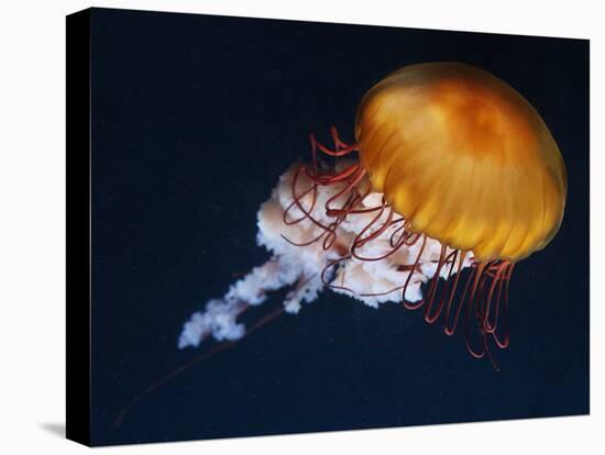 Profile of Floating Jellyfish with Trailing Tentacles.-Reinhold Leitner-Premier Image Canvas