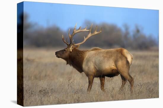 Profile Photo of a Male Elk-John Alves-Premier Image Canvas