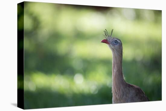 Profile Portrait of a Red-Legged Seriema-Alex Saberi-Premier Image Canvas