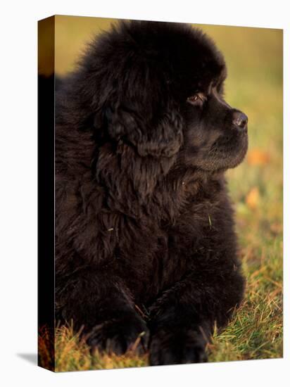 Profile Portrait of Young Black Newfoundland-Adriano Bacchella-Premier Image Canvas