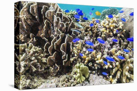Profusion of hard and soft corals and reef fish on Mengiatan Island, Komodo Nat'l Park, Indonesia-Michael Nolan-Premier Image Canvas