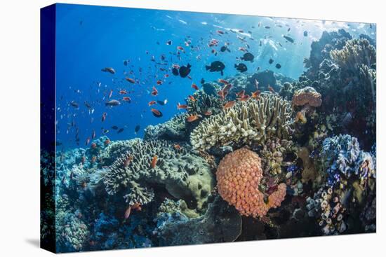 Profusion of hard and soft corals as well as reef fish at Batu Bolong, Komodo Nat'l Park, Indonesia-Michael Nolan-Premier Image Canvas