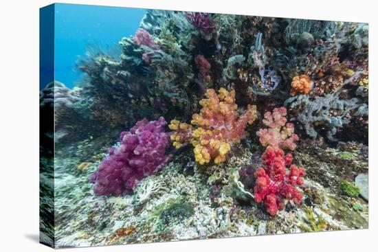 Profusion of hard and soft corals on Tengah Kecil Island, Komodo Nat'l Park, Flores Sea, Indonesia-Michael Nolan-Premier Image Canvas