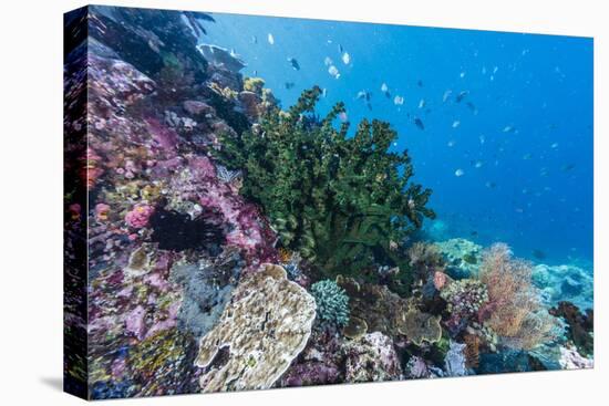 Profusion of hard and soft corals on Tengah Kecil Island, Komodo Nat'l Park, Flores Sea, Indonesia-Michael Nolan-Premier Image Canvas