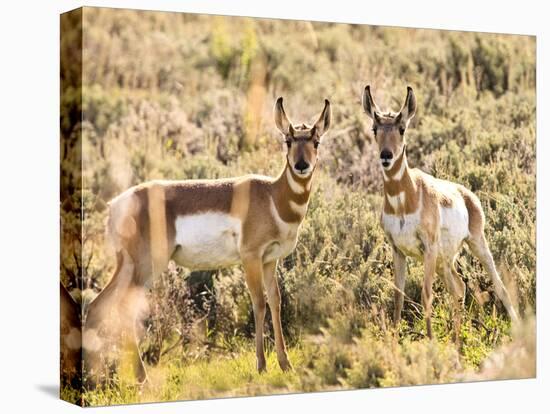 Prong Horn Antelopes, Yellowstone National Park, Wyoming, USA-Tom Norring-Premier Image Canvas