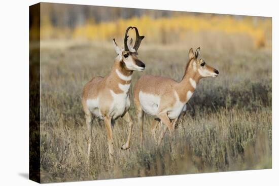 Pronghorn Antelope Buck Courting Doe-Ken Archer-Premier Image Canvas