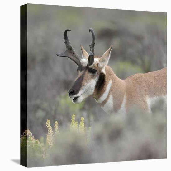 Pronghorn antelope buck feeding on sagebrush, Grand Tetons National Park, Wyoming-Maresa Pryor-Premier Image Canvas