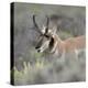 Pronghorn antelope buck feeding on sagebrush, Grand Tetons National Park, Wyoming-Maresa Pryor-Premier Image Canvas