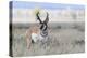 Pronghorn Antelope Buck-Ken Archer-Premier Image Canvas