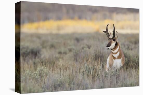 Pronghorn Antelope Buck-Ken Archer-Premier Image Canvas