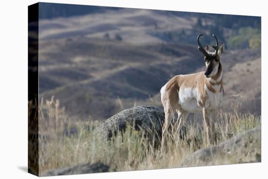 Pronghorn Antelope Buck-Ken Archer-Premier Image Canvas