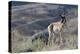 Pronghorn Antelope Buck-Ken Archer-Premier Image Canvas