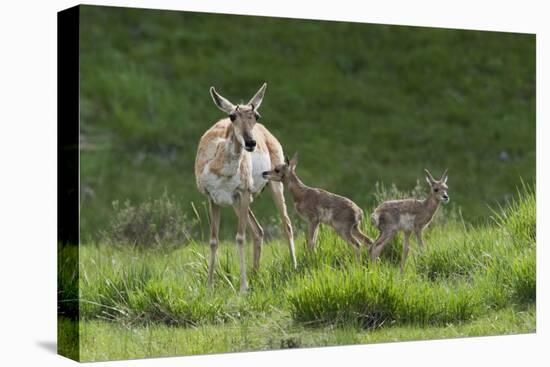 Pronghorn antelope doe with twin newborn fawns-Ken-Premier Image Canvas