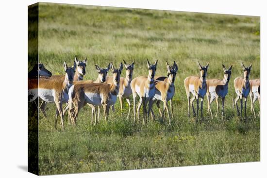 Pronghorn Antelope Herd-Dean Fikar-Premier Image Canvas